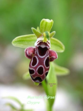 (endemic to cyprus)  ophrys kotschyi -kibris ari orkidesi- kotschy's bee-orchid (1)