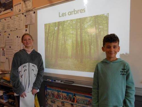 Exposé sur les arbres