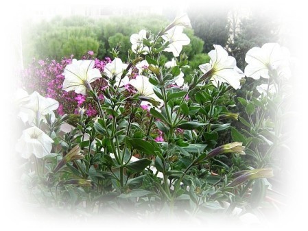petunias-le-22.03.2011.jpg