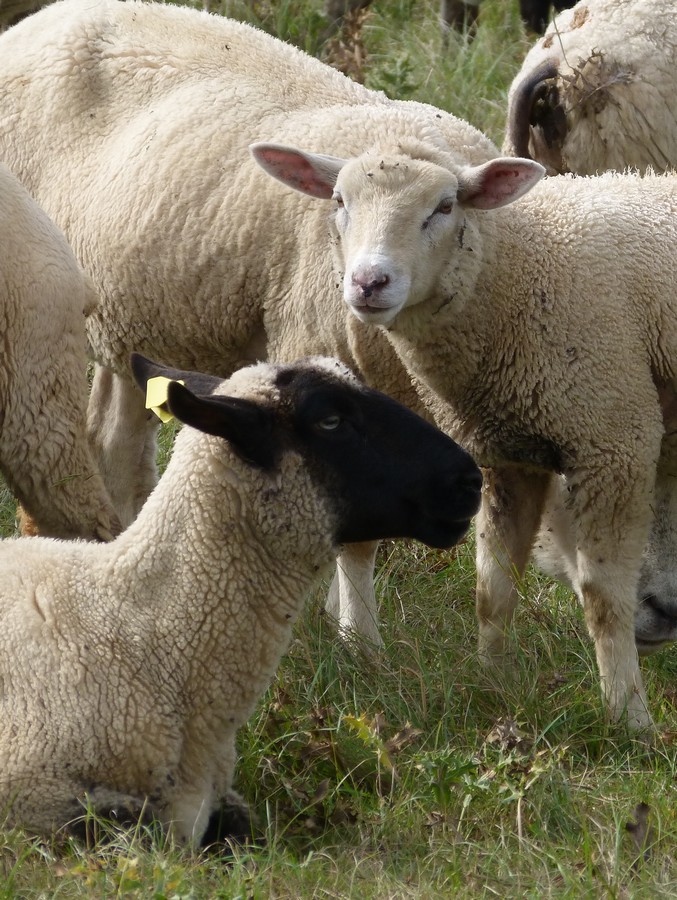 Hier les canards, aujourd'hui ...