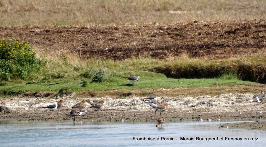 Sécheresse dans  le marais breton 2022