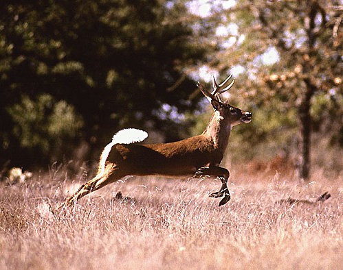Deer_running.jpg