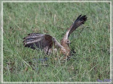 L'attaque d'un Busard grenouillard (Circus ranivorus) sur un autre oiseau (cormoran ?) - Safari nautique - Parc National de Chobe - Botswana