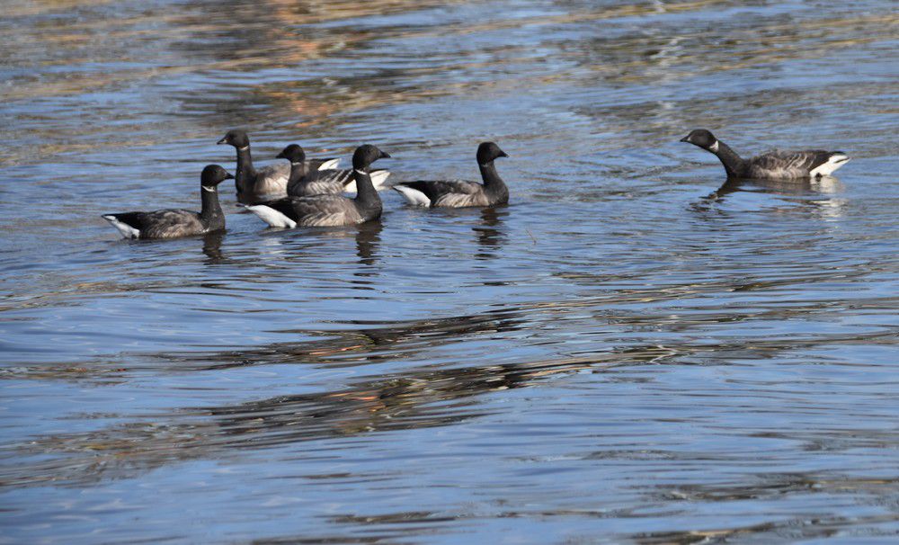Oies bernaches près de la jetée d'Arès - février 2024...