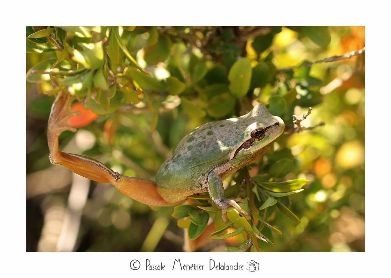 Rainette Méridionale - Hyla meridionalis