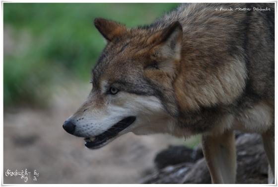 Loups de Sibérie (Canis lupus albus)