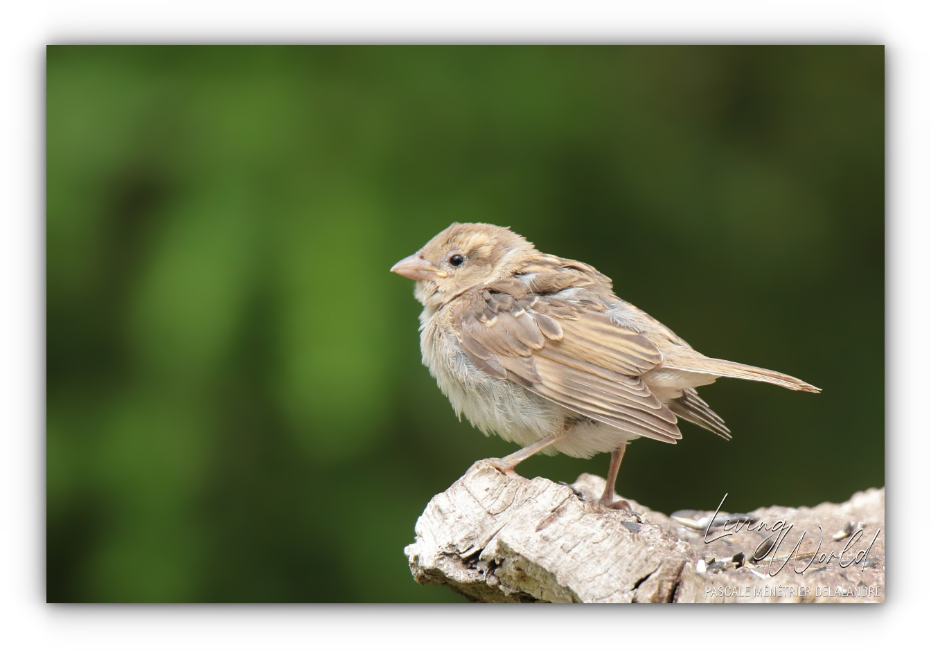 Quelques oiseaux de la nouvelle génération au refuge.