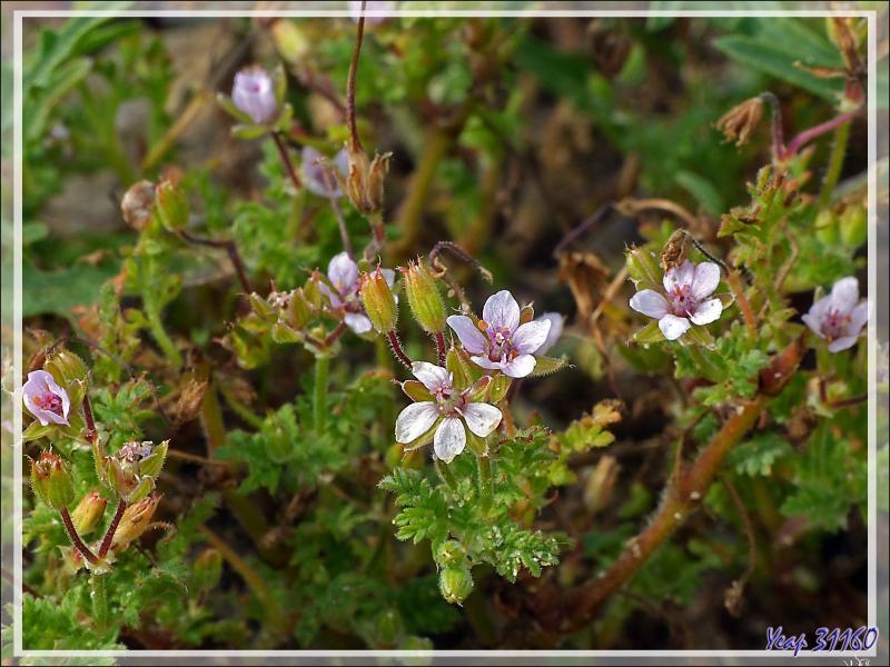 Géranium Bec-de-grue des dunes (Erodium cicutarium subsp. dunense) - La Couarde-sur-Mer - Ile de Ré - 17