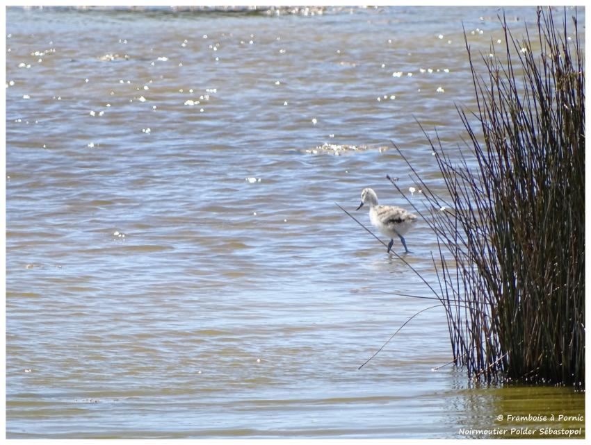 bébé avocette - pattes bleues bec recourbé