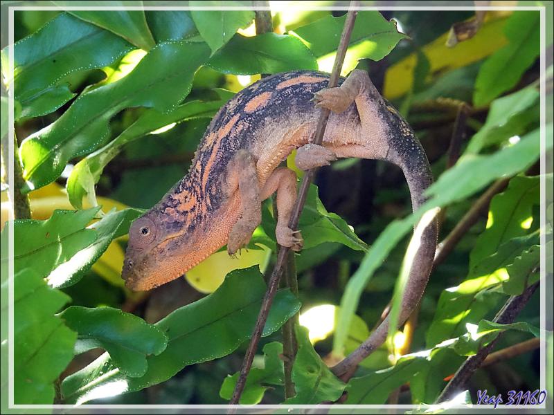 Caméléon panthère femelle, Panther chameleon (Furcifer pardalis) - Nosy Sakatia - Madagascar