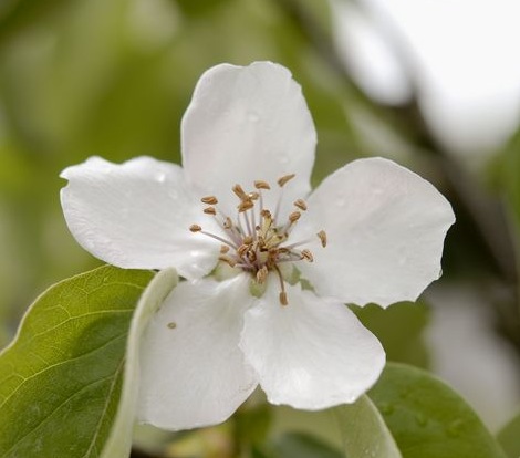 Arbre fruitier : Cognassier