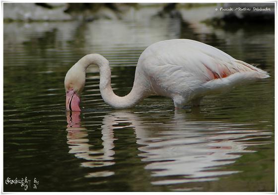 Flamant rose - Phoenicopterus roseus - Greater Flamingo