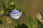 Fleurs à dominante bleue