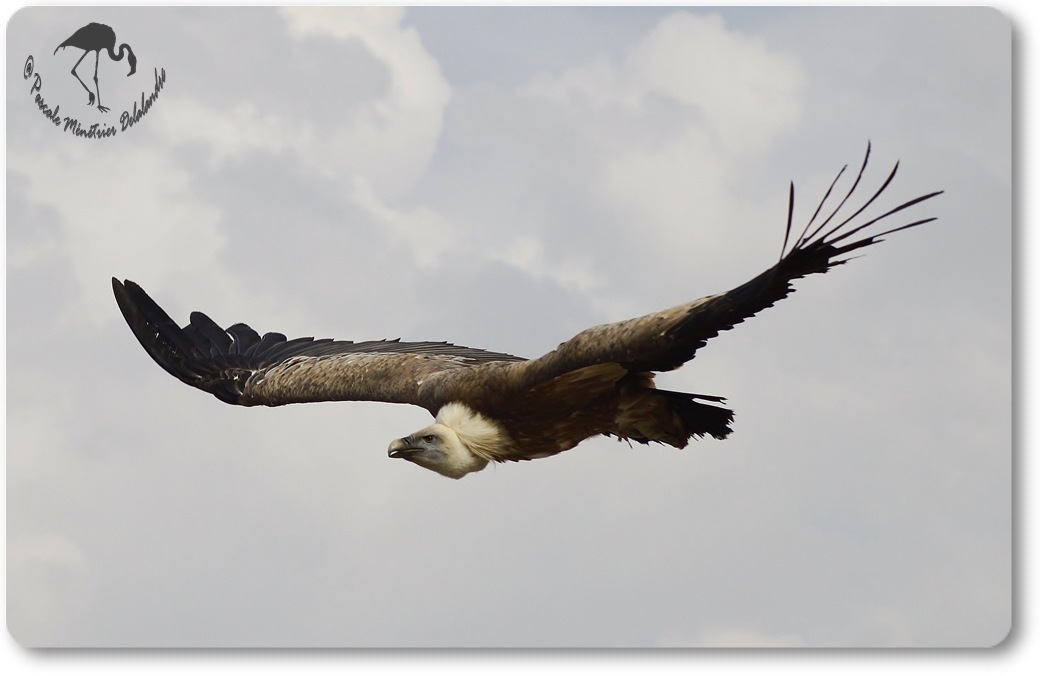 Vautour fauve...