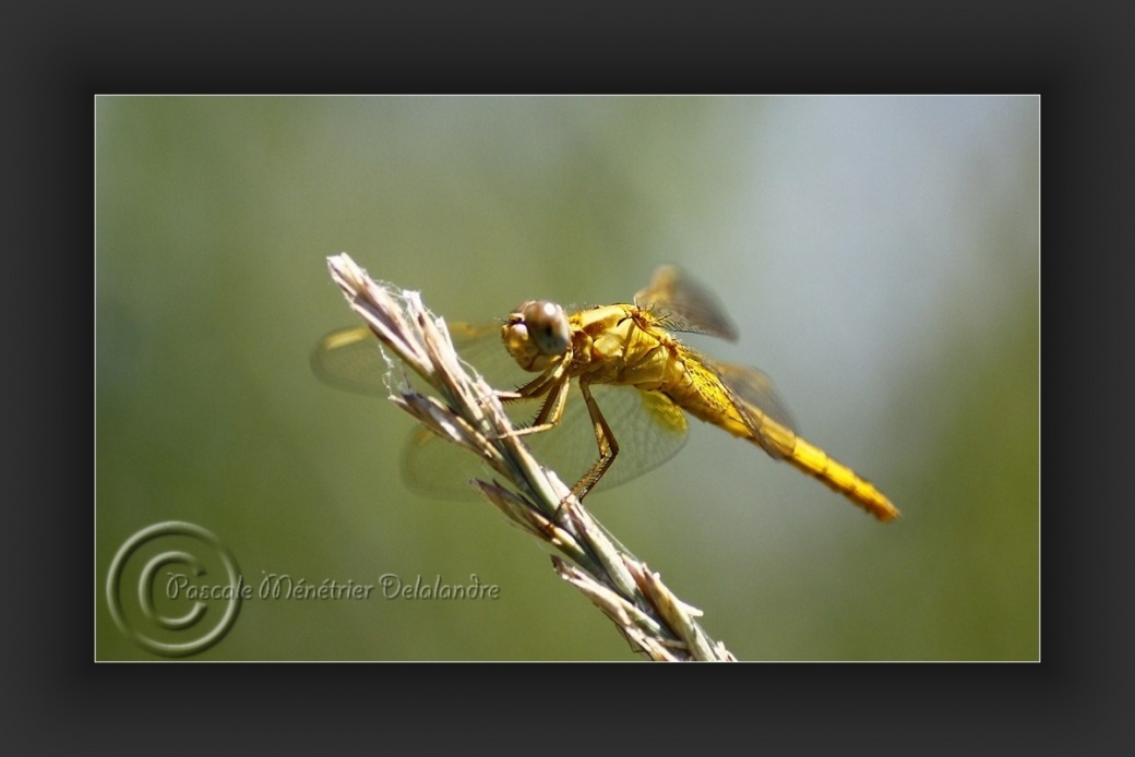 Libellule...