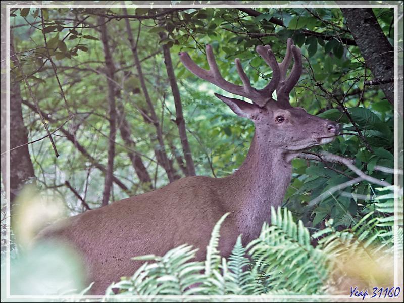2 Cerfs en photos en période des velours - Lartigau - Milhas - 31