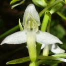 Index illustré orchidées