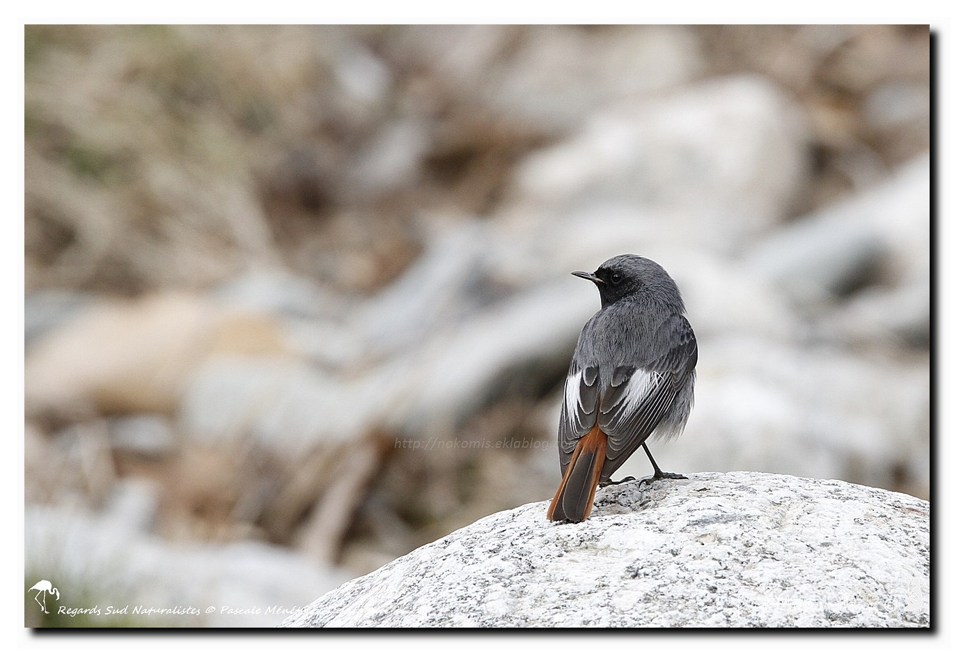 Rougequeue noir ♂