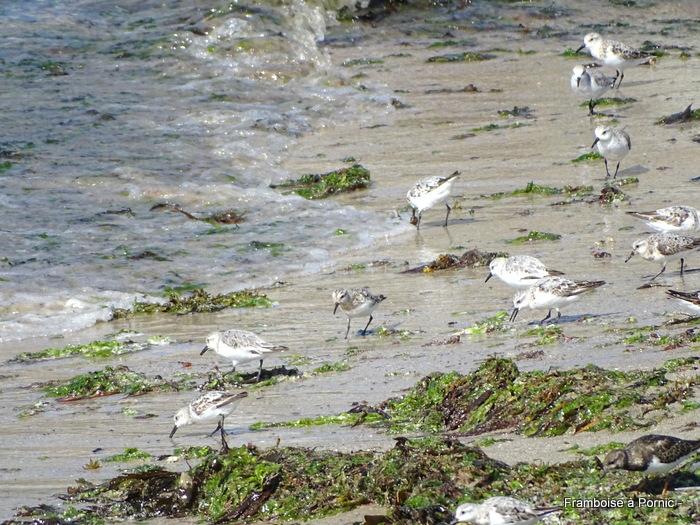 Oiseaux du bord de mer