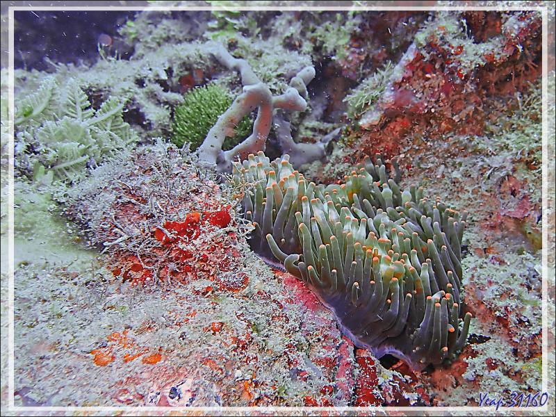 Anémone à bouts renflés ou à tétines, Bulb-tentacle sea anemone (Entacmaea quadricolor) et Poisson-clown de Madagascar (Amphiprion latifasciatus) - Spot Antsoha - Tsarabanjina - Mitsio - Madagascar 