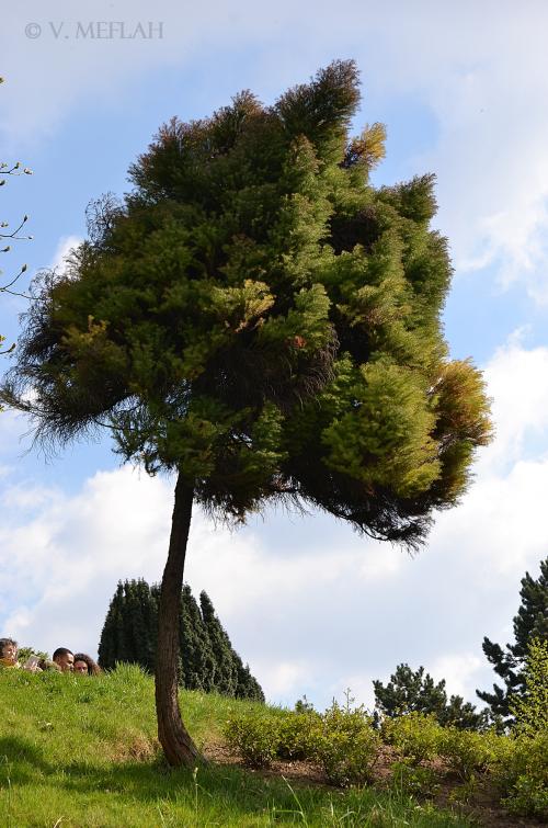 Parc de la Butte du Chapeau Rouge, 19ème arrondissement : Un petit «havre de paix»