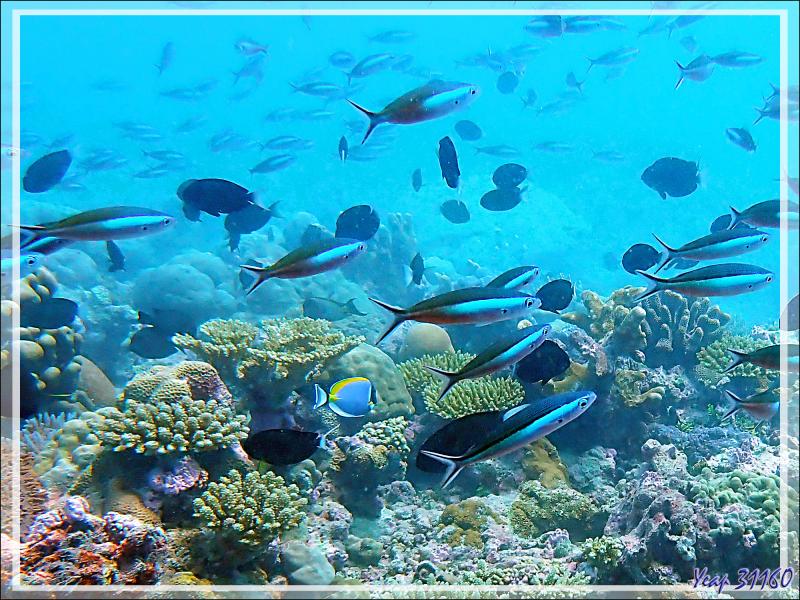 Fusiliers à ligne olive (Pterocaesio tile) - Plongée à l'île Bijoutier - Seychelles