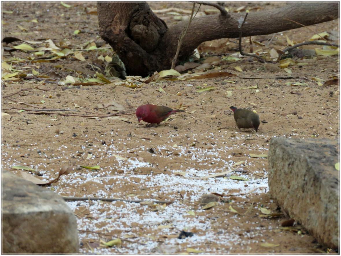 LES OISEAUX DU SENEGAL No 2