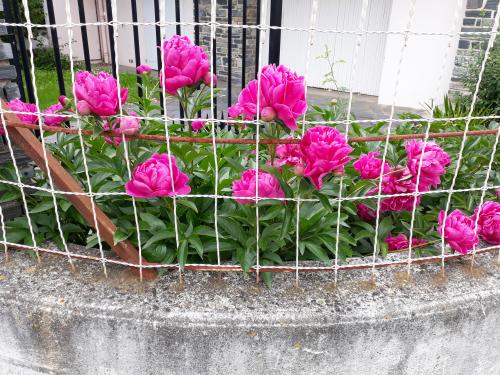 Fleurs centre ville Albi