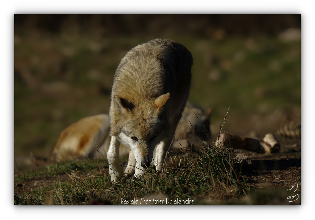 Loup de Sibérie