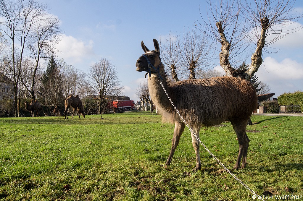 C'est le cirque sur mon blog.