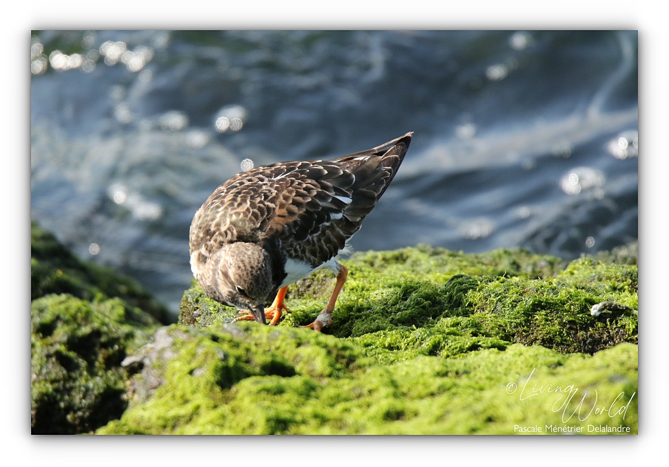 ♀ adulte