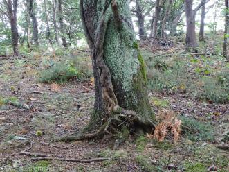 MESSAGES DU PETIT PEUPLE