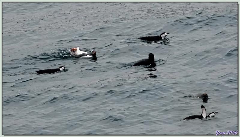 Le bain des Manchots papous et à jugulaire - Cooper Bay - Géorgie du Sud