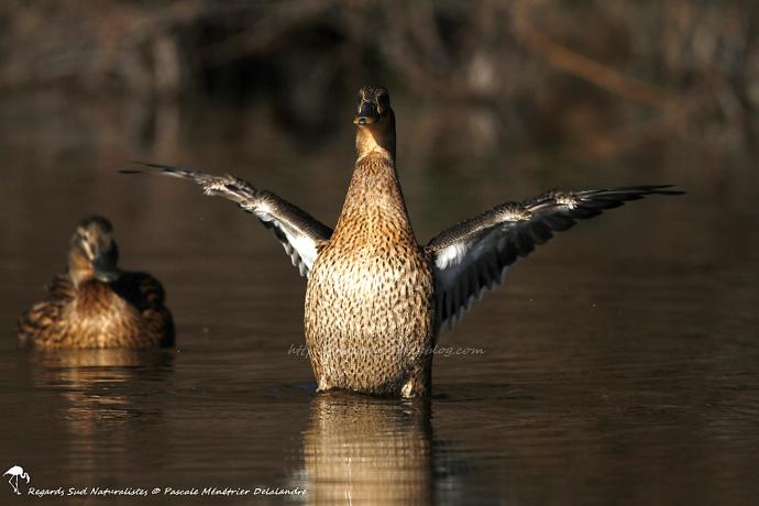 Canard colvert ♀