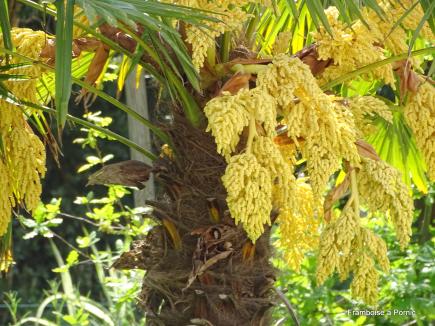 Pornic, Jardin botanique de la ria - Mai 2019
