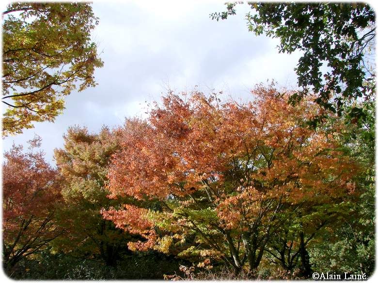 Automne_2009_10