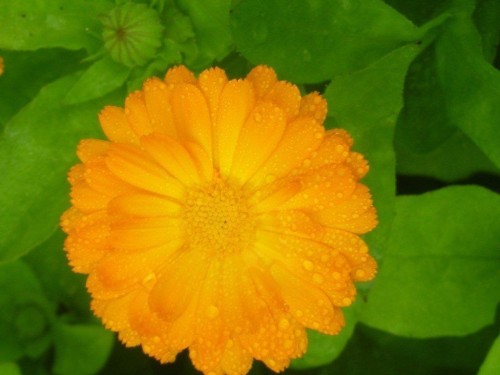 soucis 21 06 2011 (3)