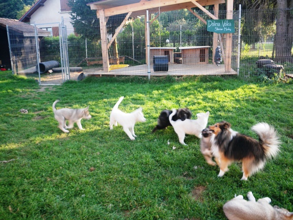 Visites chien
