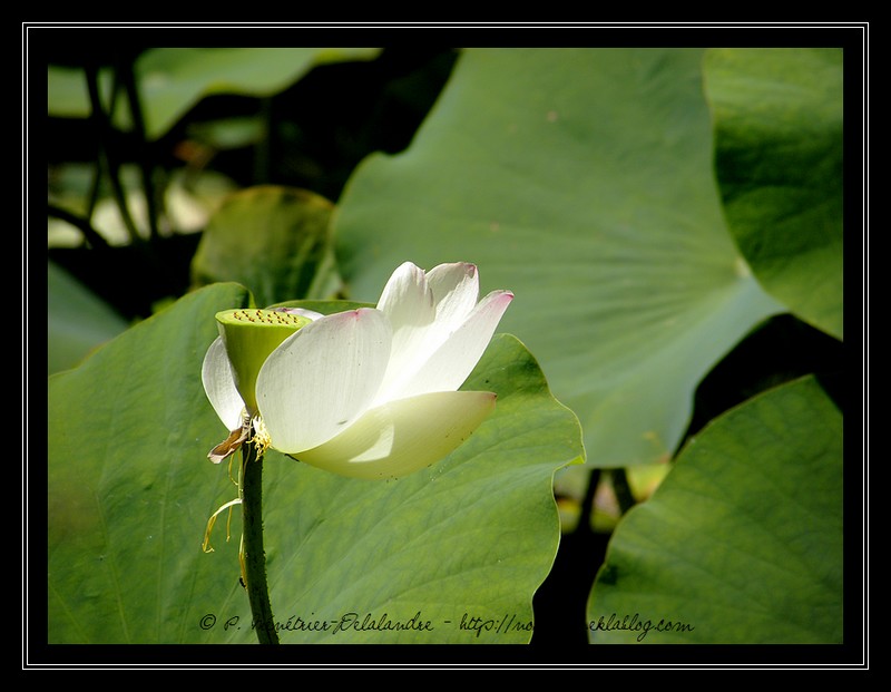 Lotus sacrés