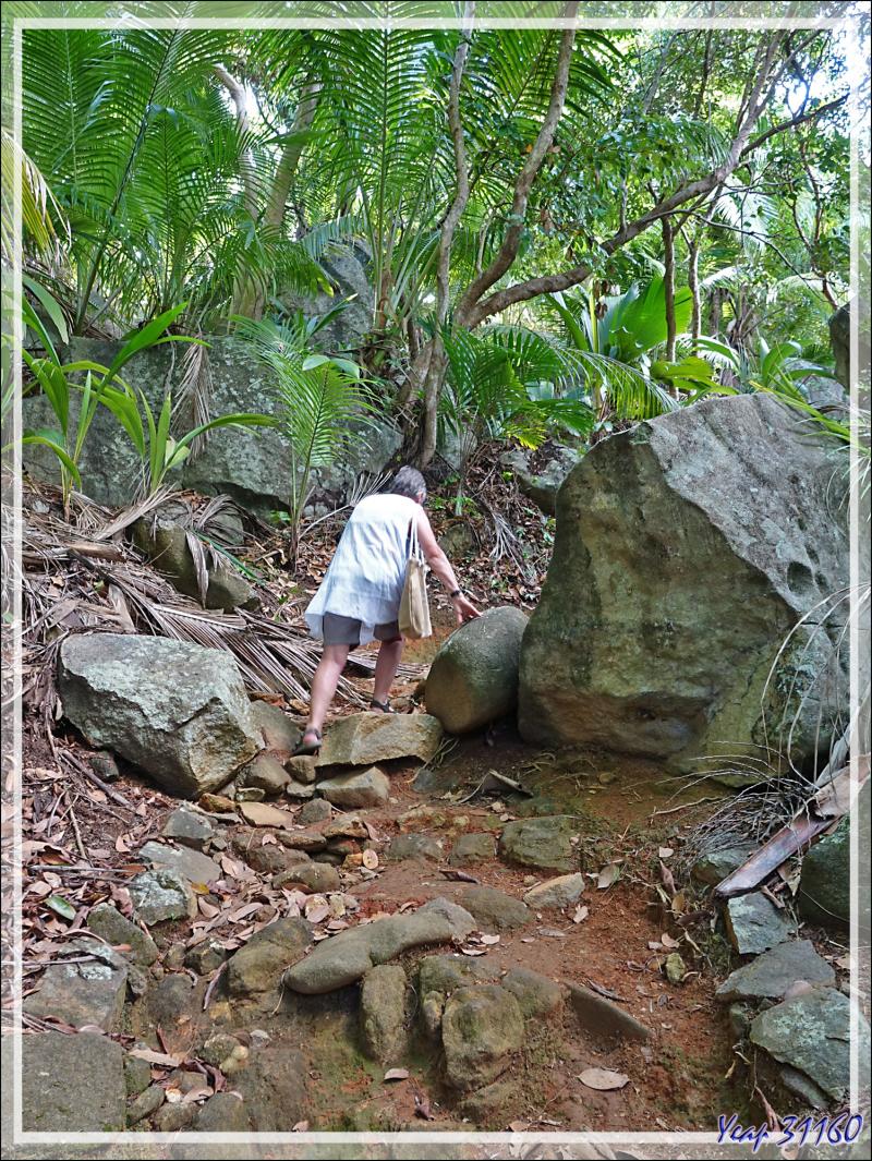 Départ pour une marche dans la forêt, impénétrable hors sentier, vers la Pointe Ramasse-tout et la plage d'Anse Cimetière - Ile Silhouette - Seychelles