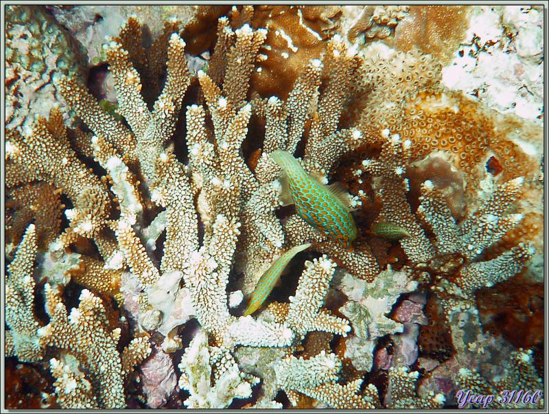 Poisson lime à taches orange ou Poisson lime à long nez (Oxymonacanthus longirostris) - Anse Takamaka - Mahé - Seychelles