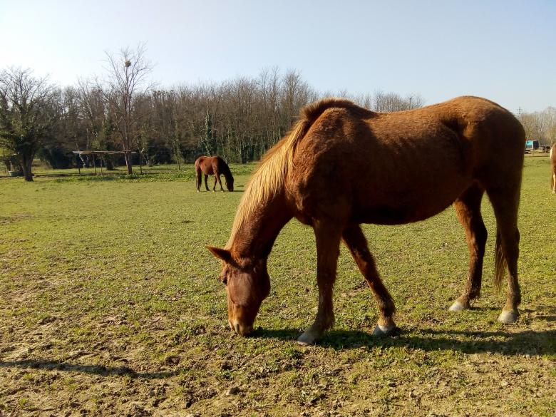 des chevaux en pleine nature
