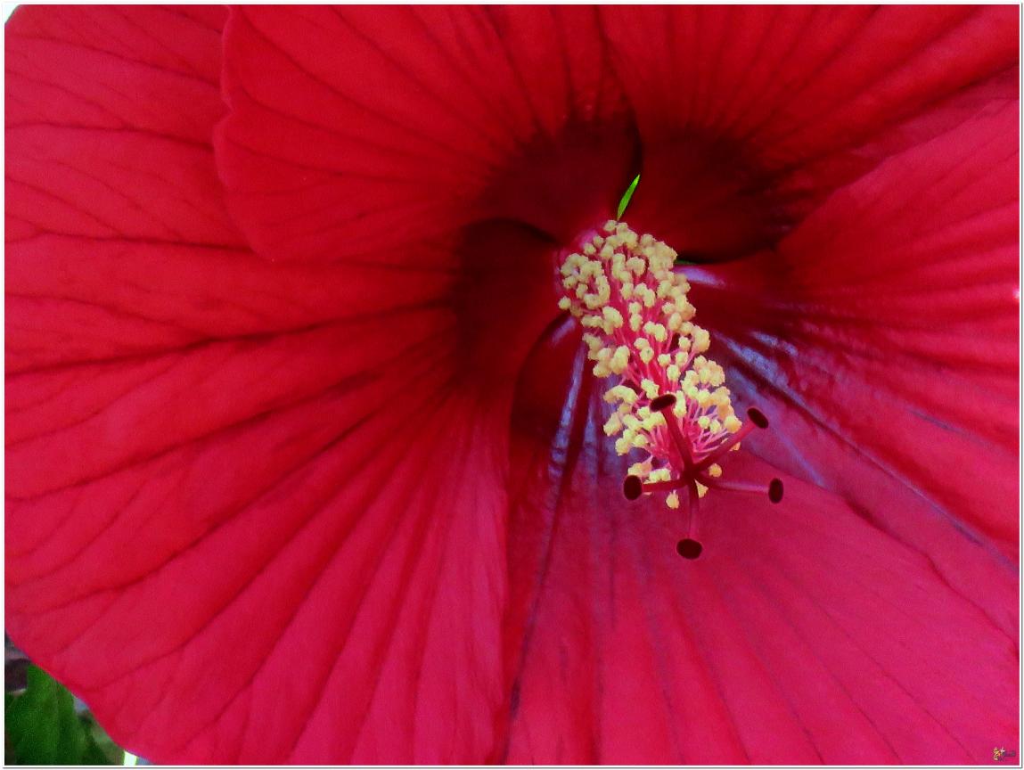 ENCORE ...Hibiscus géant rouge