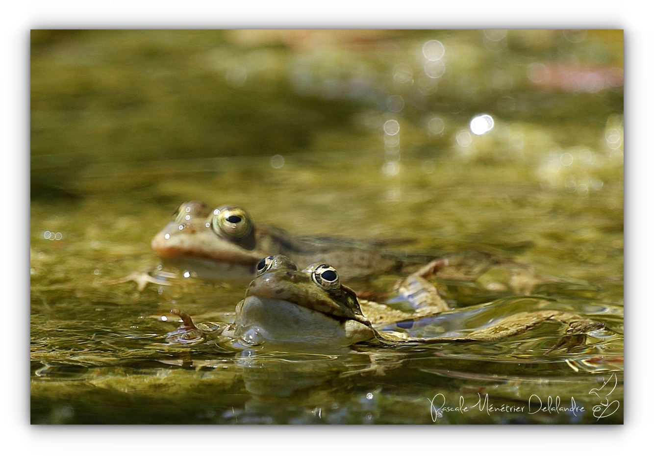 Les rieuses des mares...