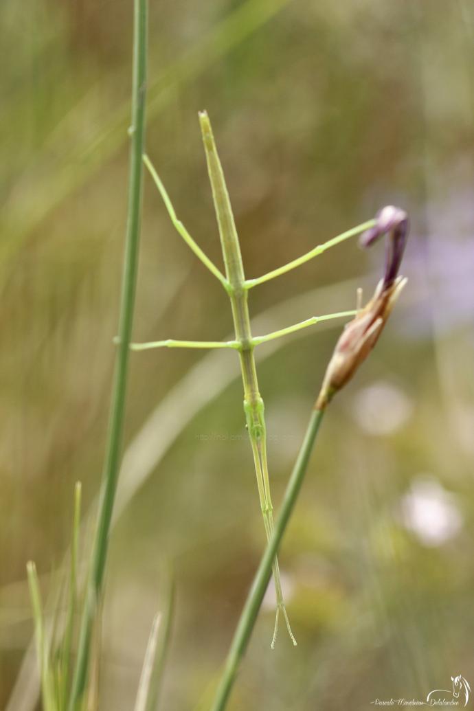Phasme Pijnackeria masettii