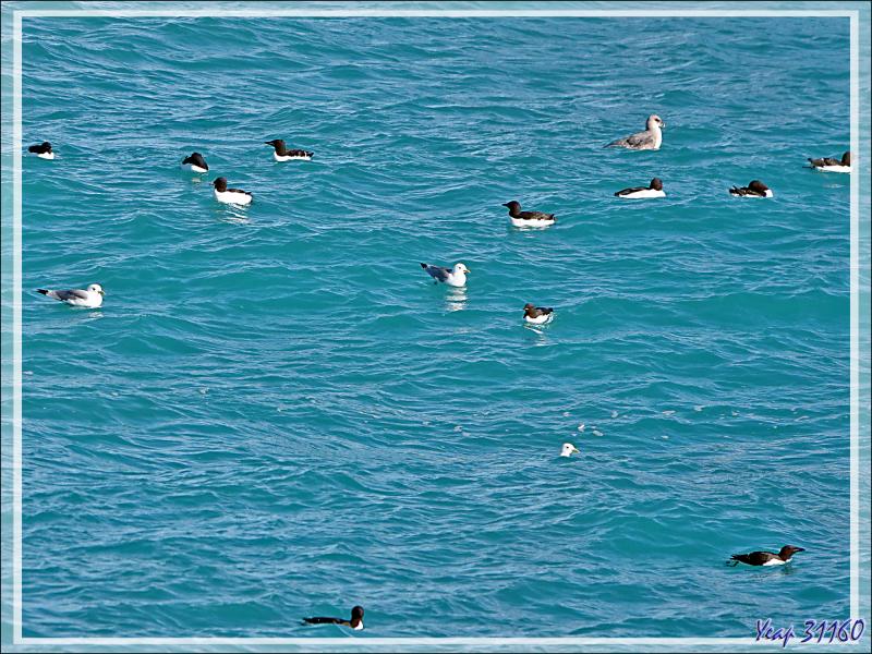 Un peu de "birdwatching" le long du Glacier Bråsvell (Bråsvellbreen) - Calotte glacière Austfonna - Nordaustlandet Island - Svalbard - Norvège