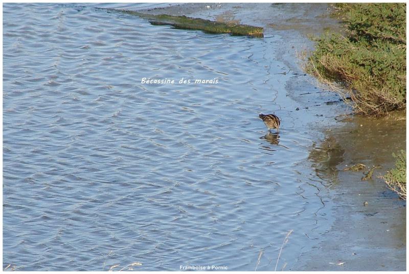 Les oiseaux du Marais de Mullembourg à Noirmoutier Janvier 2015