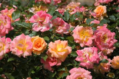 TU AIMAIS LA CORSE, LES ROSES ET ...