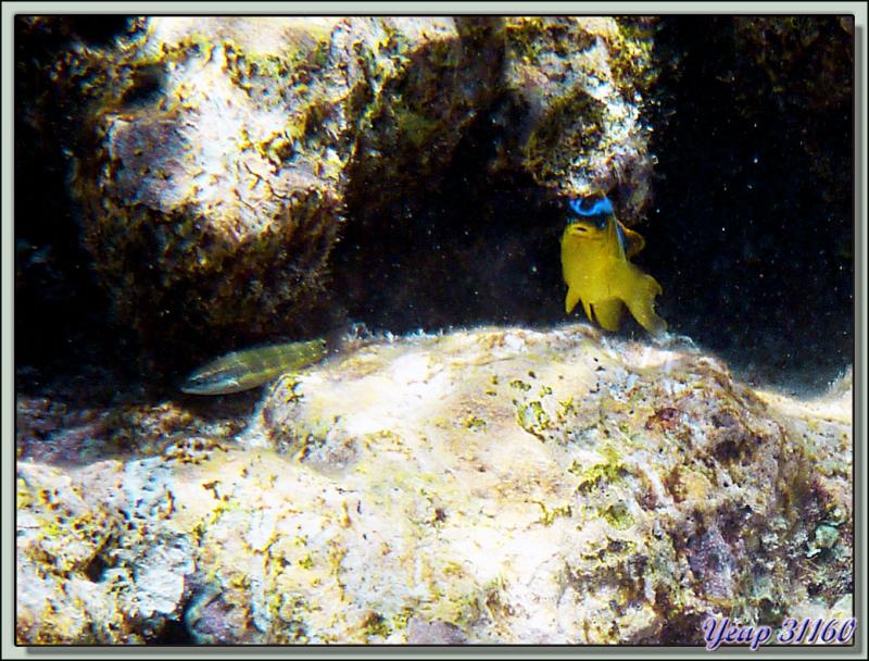 Snorkeling dans le lagon de la pension Raira Lagon : Demoiselle de Brownrigg - Rangiroa - Polynésie française