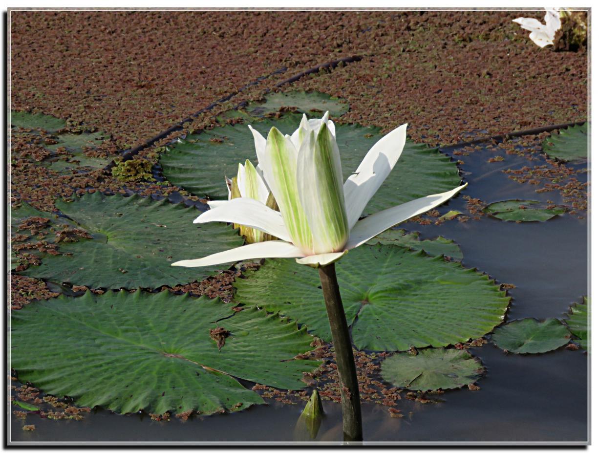 FLEURS DE LOTUS SENEGAL 2019